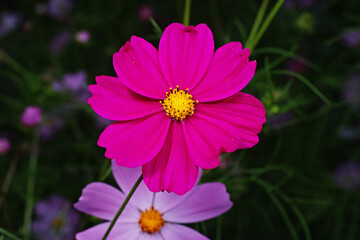 Obraz premium Flower of deep Pink cosmos 