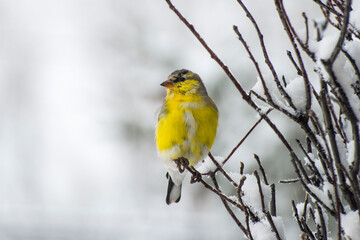 Fototapeta premium American Goldfinch perched on a snow covered branch after a spring snowstorm.