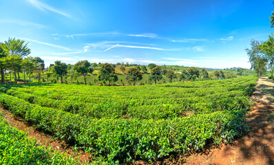Fototapeta na wymiar Green tea hill in the highlands in the morning. This tea plantation existed for over a hundred years old and the largest tea supply in the region and exporting