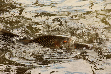 Fototapeta na wymiar Hoven's carp or sultan fish, is a species of fish in the barb family.