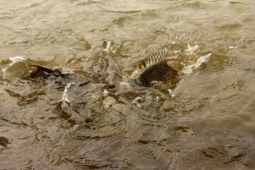 Hoven's carp or sultan fish, is a species of fish in the barb family.