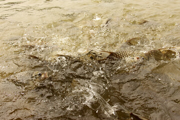 Hoven's carp or sultan fish, is a species of fish in the barb family.