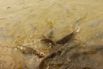 Hoven's carp or sultan fish, is a species of fish in the barb family.