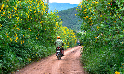 People driving motorbikes across the road of wild sunflower bloom in yellow, a colorful scene beautiful nature in Da Lat, Vietnam