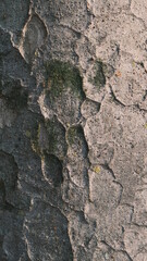 lunar texture of tree bark