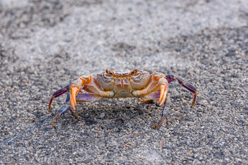 Freshwater river crab (Potamon ibericum) on the stone