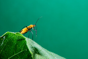 Fourlined Plant Bug  on a leaf preening his antenna.
