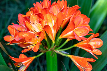 Obraz premium Orange bush lily blossoms with leaves in herb garden. It has a long, bright green leaves and produces strong flower stems topped with heads of large funnel shaped flowers in shades of orange, yellow