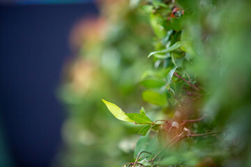 Bokeh light for both the foreground and the background of beautiful tea trees.
