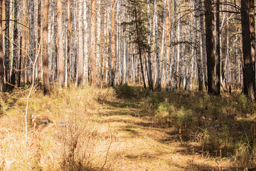 Forest in autumn