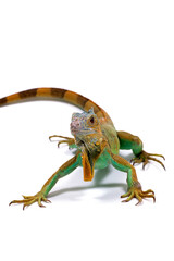 イグアナ　白バック