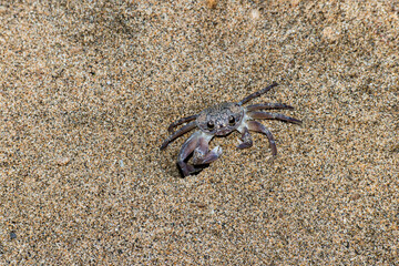 Ghost crab on the beach in Hawaii