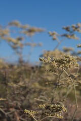 Blooming white head inflorescences of Yucca Buckwheat, Eriogonum Plumatella, Polygonaceae, native...
