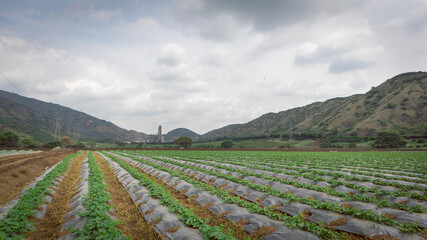 Fototapeta na wymiar Tabasco pepper crop ready to harvest in Valle del Cauca Colombia