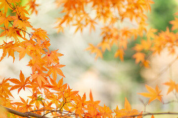 秋と紅葉のモミジ
