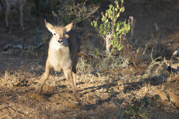 Wasserbock / Waterbuck / Kobus ellipsiprymnus