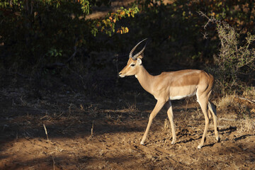 Schwarzfersenantilope / Impala / Aepyceros melampus