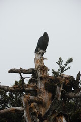 Crow on the dead Korean fir