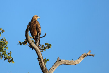 Wahlbergsadler / Wahlberg's  Eagle / Aquila wahlbergi