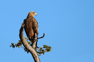 Wahlbergsadler / Wahlberg's  Eagle / Aquila wahlbergi