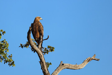 Wahlbergsadler / Wahlberg's  Eagle / Aquila wahlbergi