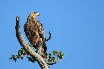 Wahlbergsadler / Wahlberg's  Eagle / Aquila wahlbergi