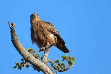 Wahlbergsadler / Wahlberg's  Eagle / Aquila wahlbergi