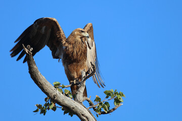 Wahlbergsadler / Wahlberg's  Eagle / Aquila wahlbergi