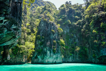 Flora and fauna of the tropical Phi Phi islands in Thailand