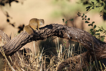 Ockerfußbuschhörnchen / Tree squirrel / Paraxerus Cepapi