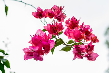 Pink bougainvillea spectabilis flower under sunlight in Shenzhen, China. The city flower of Shenzhen,  It is native to Brazil, Bolivia, Peru, and Argentina.