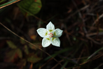 White Flower of Parnassia palustris