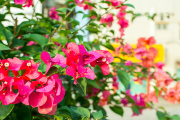 Pink bougainvillea spectabilis flower under sunlight in Shenzhen, China. The city flower of Shenzhen,  It is native to Brazil, Bolivia, Peru, and Argentina.