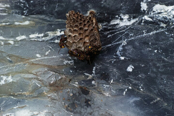 Paper wasp colony on the rock