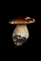 Edible vegetarian mushroom on black background