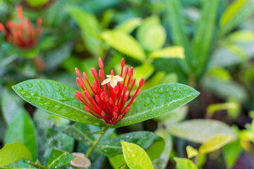 Red needle buds and light orange flower of Ixora chinensis and green leaves with rain drops after a rainy day in Shenzhen, China