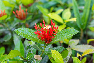 Red needle buds and light orange flower of Ixora chinensis and green leaves with rain drops after a rainy day in Shenzhen, China