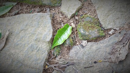 single leaf