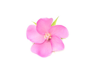 Pink flower of dombeya tree on white background.