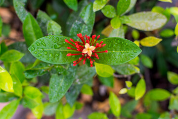 Red needle buds and light orange flower of Ixora chinensis and green leaves with rain drops after a rainy day in Shenzhen, China