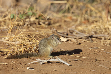 Ockerfußbuschhörnchen / Tree squirrel / Paraxerus Cepapi