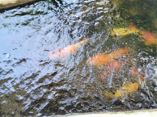 Colorful Japanese carp (Nishikigoi) swimming in the pond is a picture of raising koi in a fancy fish pond. To create a bright and vibrant environment