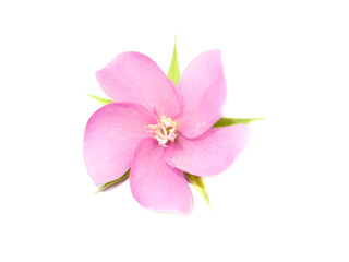 Fototapeta na wymiar Pink flower of dombeya tree on white background.