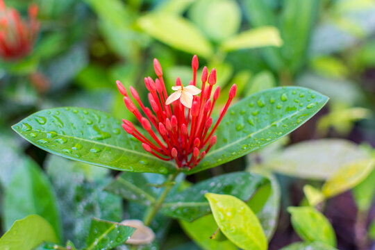 Red needle buds and light orange flower of Ixora chinensis and green leaves with rain drops after a rainy day in Shenzhen, China