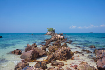Flora and fauna of the tropical Phi Phi islands in Thailand