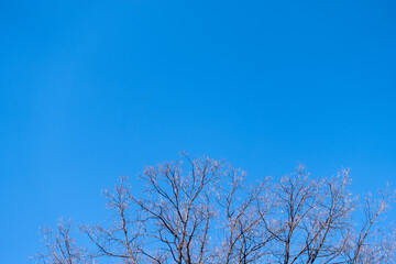 The top of oak tree on a clear winter day against the blue sky background