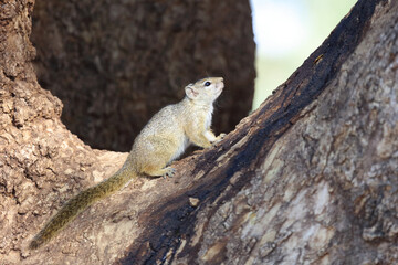 Ockerfußbuschhörnchen / Tree squirrel / Paraxerus Cepapi