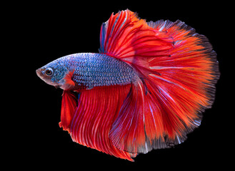 Beautiful movement of blue red Betta fish, Rhythmic close up of Siamese fighting fish, Betta splendens, Halfmoon betta of Thailand isolated on black background.