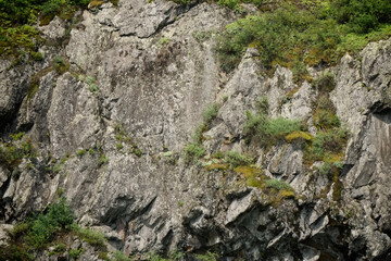 moss on rock