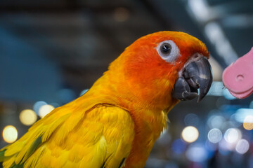 Surprised colorful parrot in Phuket, Thailand